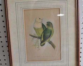 Parrots | Wood Block Print | Fawcett 1886 | Vintage Wood Frame | 12.25" x 15.5"