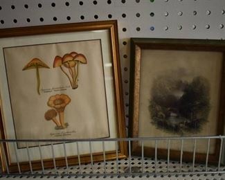 Lot of 2 Natural History | Hand Colored Etchings | 1800's | Vintage Wood Frames | 7.25" x 9", 9.25" x 10.25"