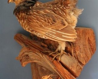 Taxidermy bird