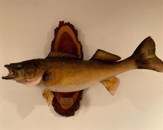 Mounted Walleye Caught 1985!