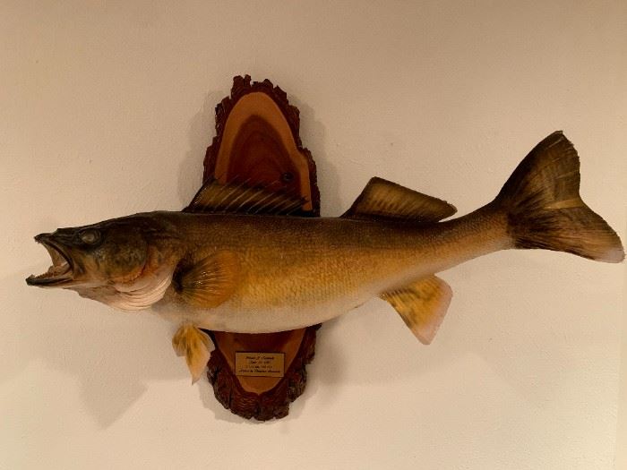 Mounted Walleye Caught 1985!