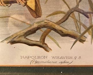 Naoleon Weaver