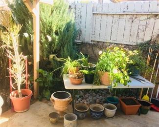 Misc. potted plants and pots