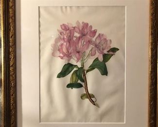 Attributed to Peter Brown, active 1758-1799, “Rhododendron”, watercolor and other media on vellum 