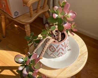 Live Plants