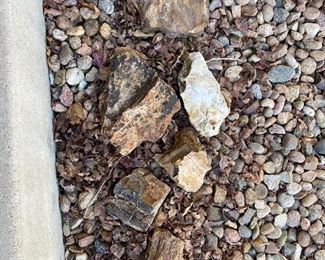 Petrified wood