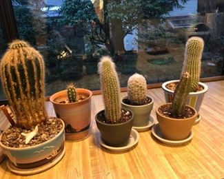 Cactus, Succulents 