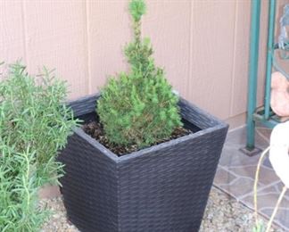 Planted Evergreen