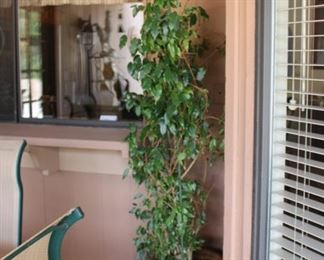 Southwestern pot with natural tree
