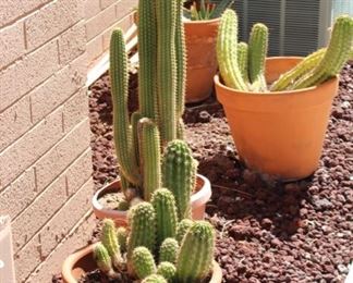 Small and large cacti!