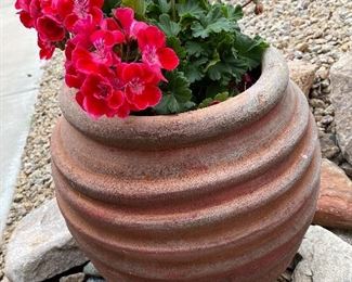 Pretty plant in a pot