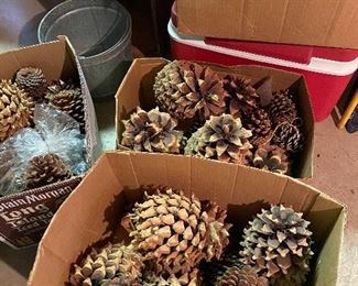 Large pine cone colletion