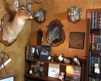 11 point shoulder mount Buck, Bobcat shoulder mounts, Javelina/collared Peccary shoulder mount. All high-quality mounts done by Nowothy’s, San Antonio Texas.