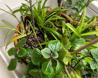 Another healthy plant