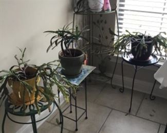 Assorted plants