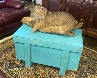 Taxidermy Bobcat sitting on teal painted wooden box with removable top lid