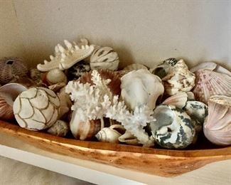 Decorative seashell collection