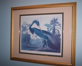 Large Framed Audubon Print - Reproduction