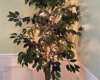 Evergreen ficus 😊