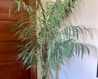 92.	Palm Tree in wicker basket 18”R x 6’ 					$60