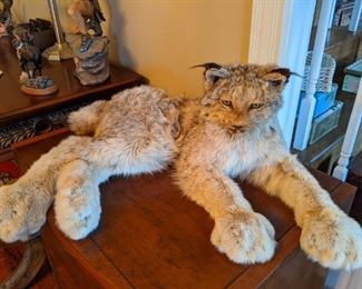Alaskan Lynx