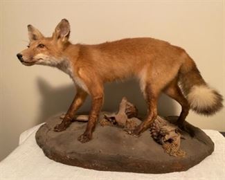 Red Fox Taxidermy