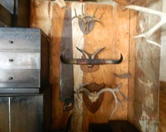 animal horns