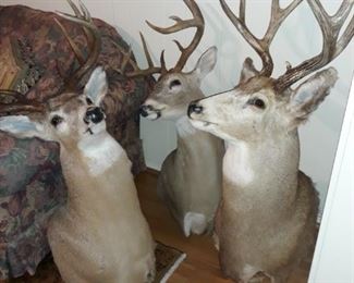 Taxidermy Canadian deer busts