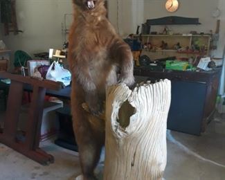Taxidermy Canadian Bear