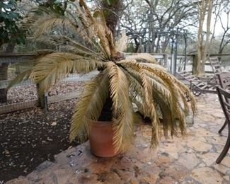 Sago palms