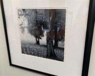 Lot 5513. $52.00 Two Beautiful Black & White Photo Prints, Featuring trees in a mist - 22x22". Makes a nice grouping,