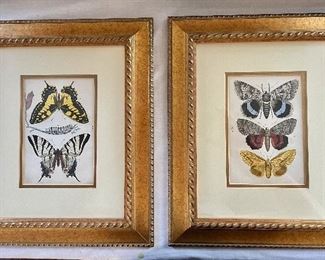 $95 Pair butterfly print in gilt frame 