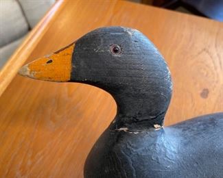 Antique Duck Decoy Black Scoter Butter Bill duck decoy	9x5x14in	HxWxD
