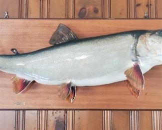 Large mounted fresh water trout