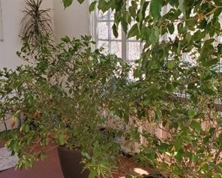 More plants from the sunroom