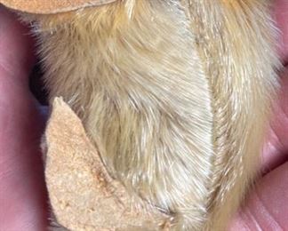 Inuit Eskimo Ookpik Seal Happy Valley LABRADOR sealskin 3in