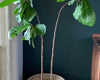 Live Fig Tree