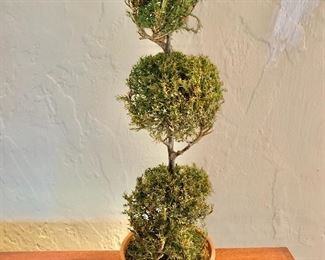 $20 - Dried bonsai in clay pot.  21.5"H x 6"D