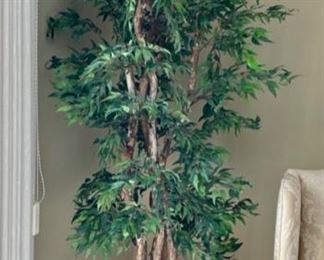$25.00......................78" tall Silk Tree (H385)