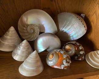 10 Iridescent Seashell Collection