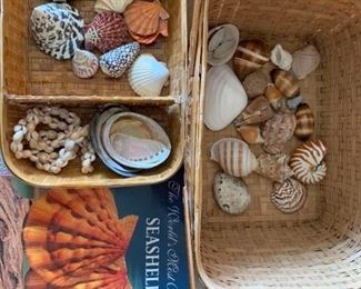 098 Shell Collection, Book Basket