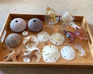 103 Collectible Shells Glass