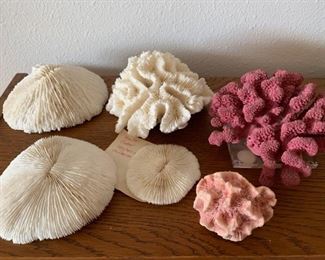 107 Collection of Reef Coral