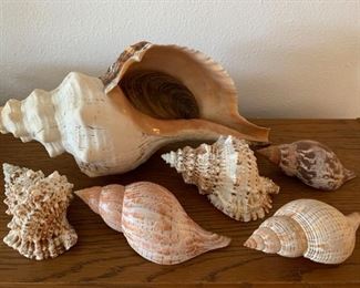 109 Seashell Collection