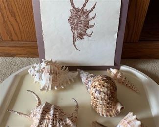 111 Collection of Shells Art Print