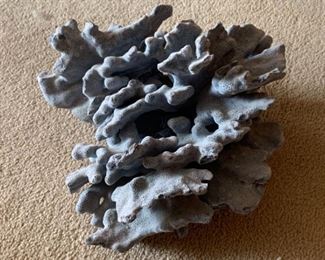 113Blue coral Heliopora Coerulea