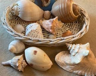 123 Large Sized Seashell Collection