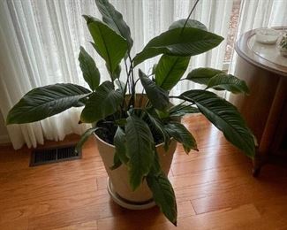 . . .these plants are live!