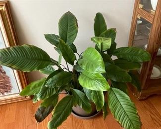 . . . another nice live plant -- I think there are four of these