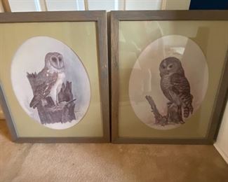 Owl pictures